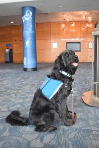CCA welcomes Therapy Dog